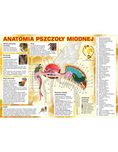 TABLICA EDUKACYJNA - ANATOMIA PSZCZOŁY - DUŻA