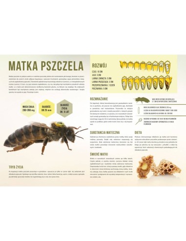 TABLICA EDUKACYJNA - MATKA PSZCZELA - ŚREDNIA