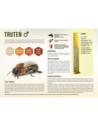 TABLICA EDUKACYJNA - TRUTEŃ - ŚREDNIA