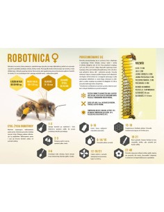 TABLICA EDUKACYJNA - ROBOTNICA - ŚREDNIA