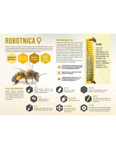 TABLICA EDUKACYJNA - ROBOTNICA - ŚREDNIA