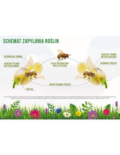 TABLICA EDUKACYJNA - SCHEMAT ZAPYLANIA ROŚLIN - ŚREDNIA