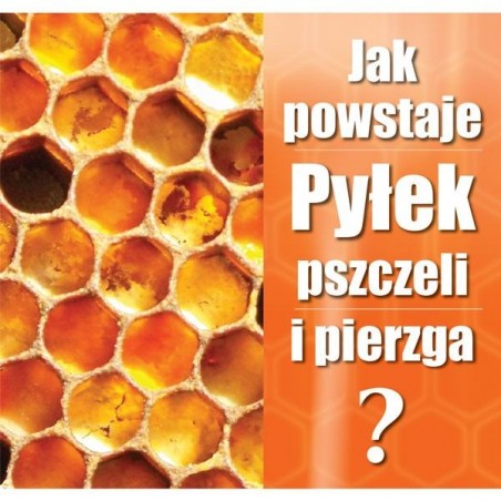 ULOTKI - "JAK POWSTAJE PYŁEK PSZCZELI I PIERZGA" - 20 SZTUK