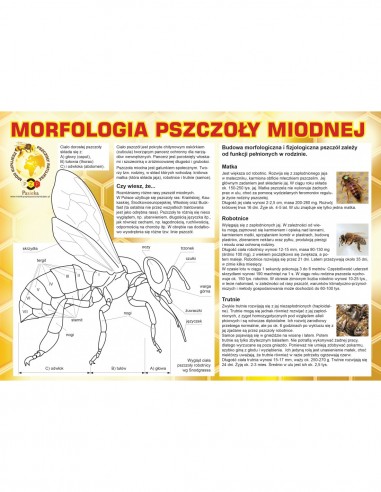 TABLICA REKLAMOWA - MORFOLOGIA PSZCZOŁY MIODNEJ...
