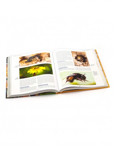 KSIĄŻKA - "PSZCZELARSTWO" ~ NOWAK JACEK, PIĄTEK...